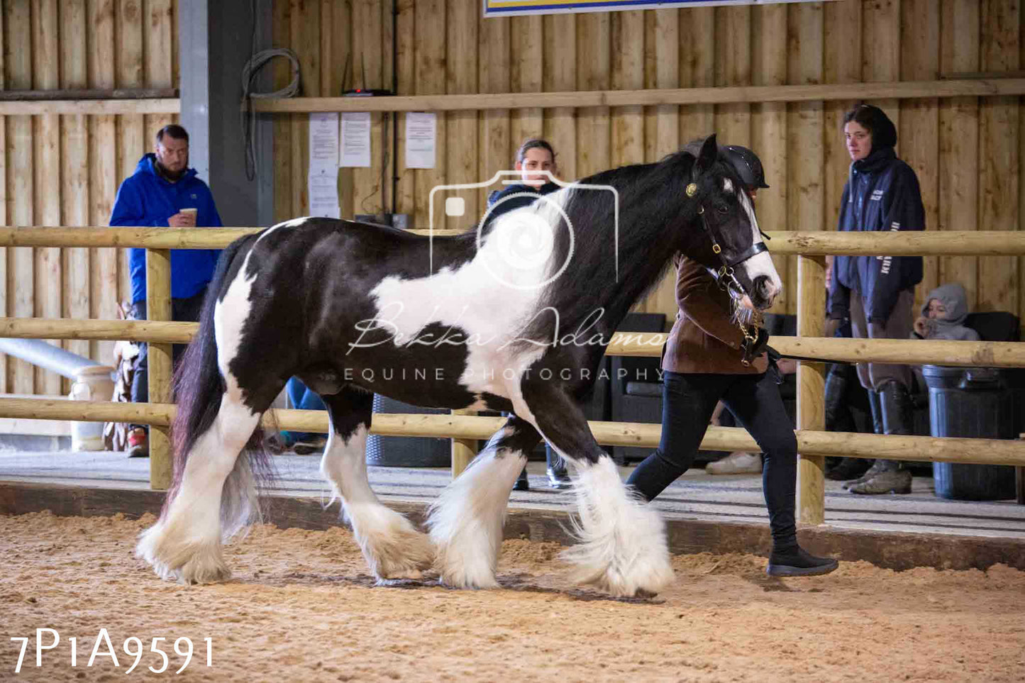 Home Farm Spring Show - Inhand Showing 23rd March 2024 - Part 2