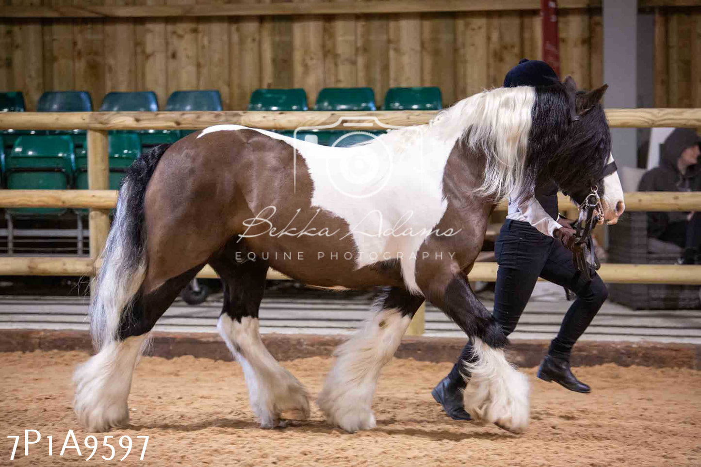 Home Farm Spring Show - Inhand Showing 23rd March 2024 - Part 2