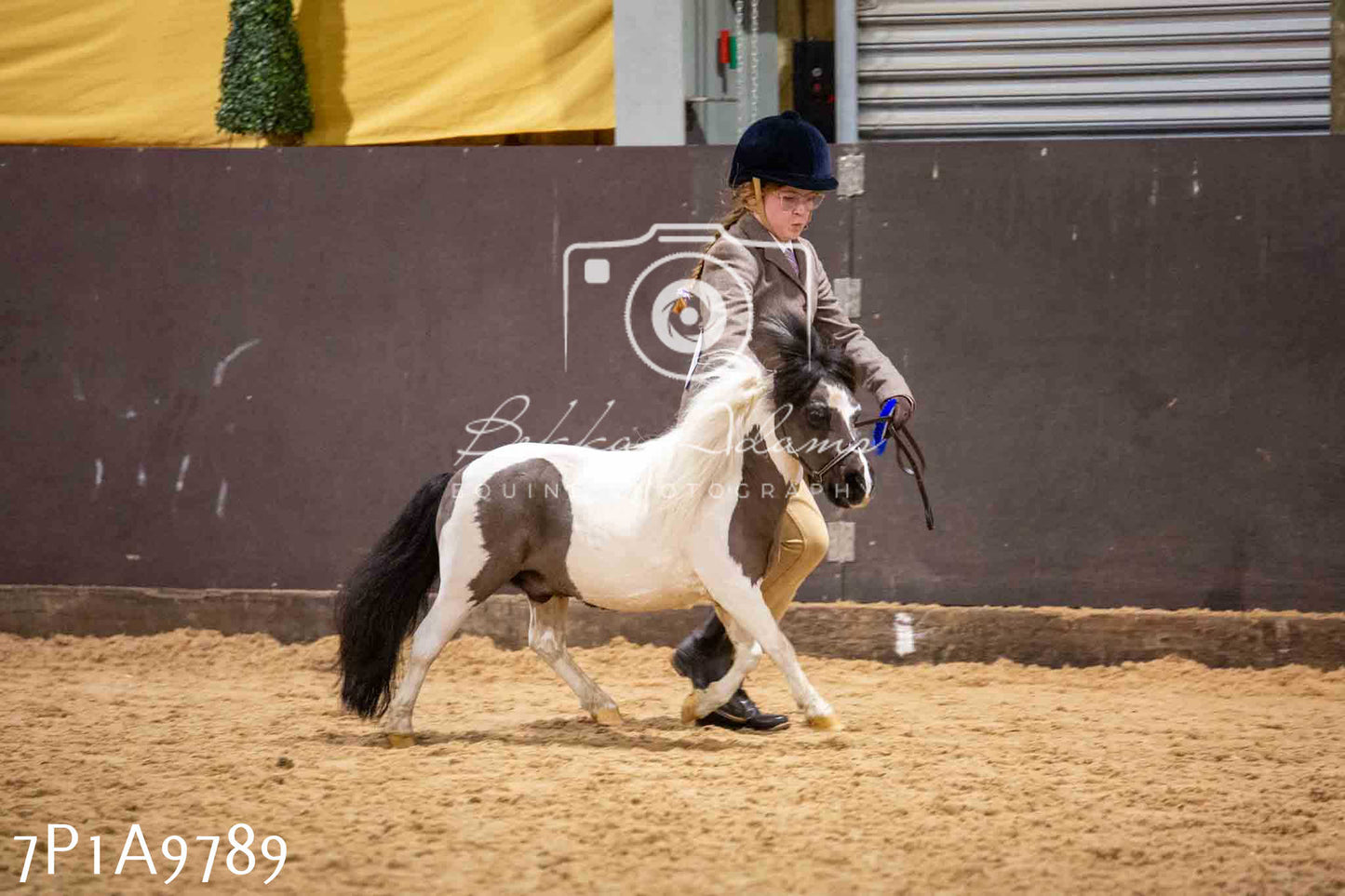 Home Farm Spring Show - Inhand Showing 23rd March 2024 - Part 2