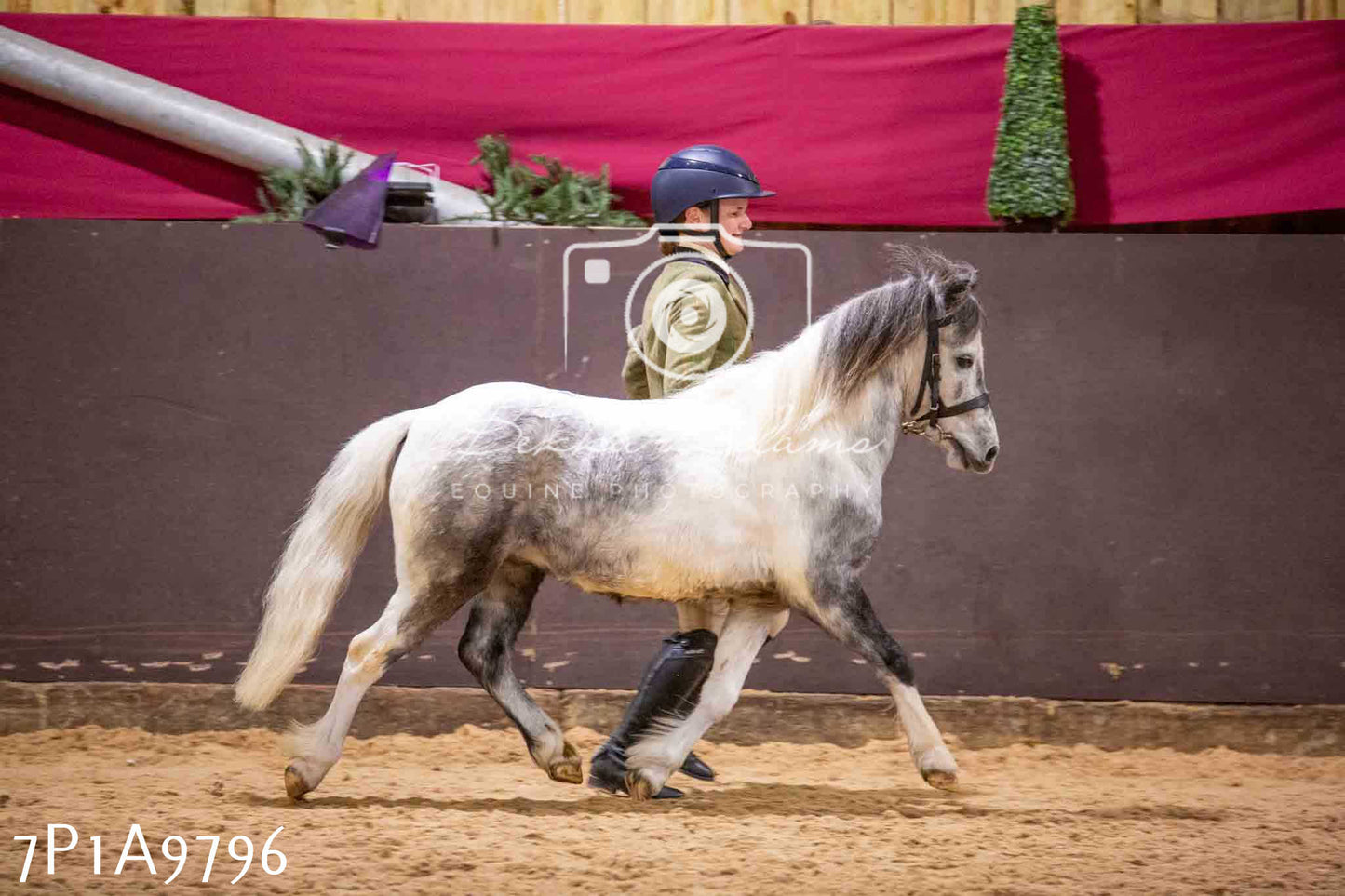 Home Farm Spring Show - Inhand Showing 23rd March 2024 - Part 2