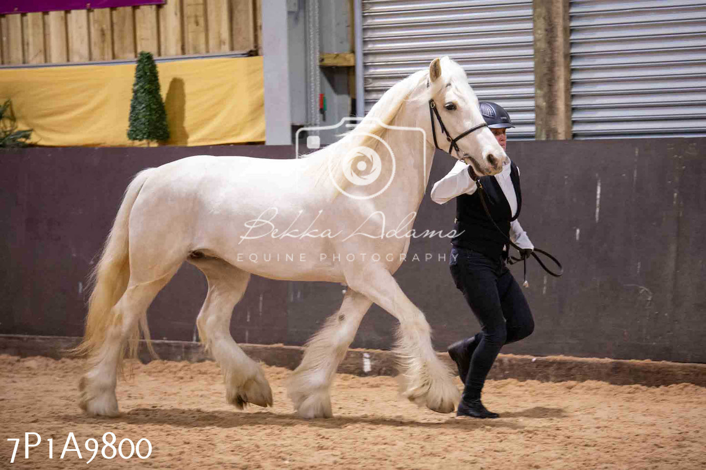 Home Farm Spring Show - Inhand Showing 23rd March 2024 - Part 2