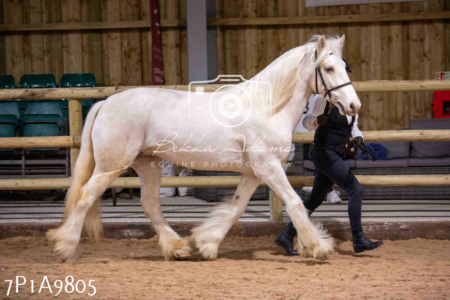 Home Farm Spring Show - Inhand Showing 23rd March 2024 - Part 2