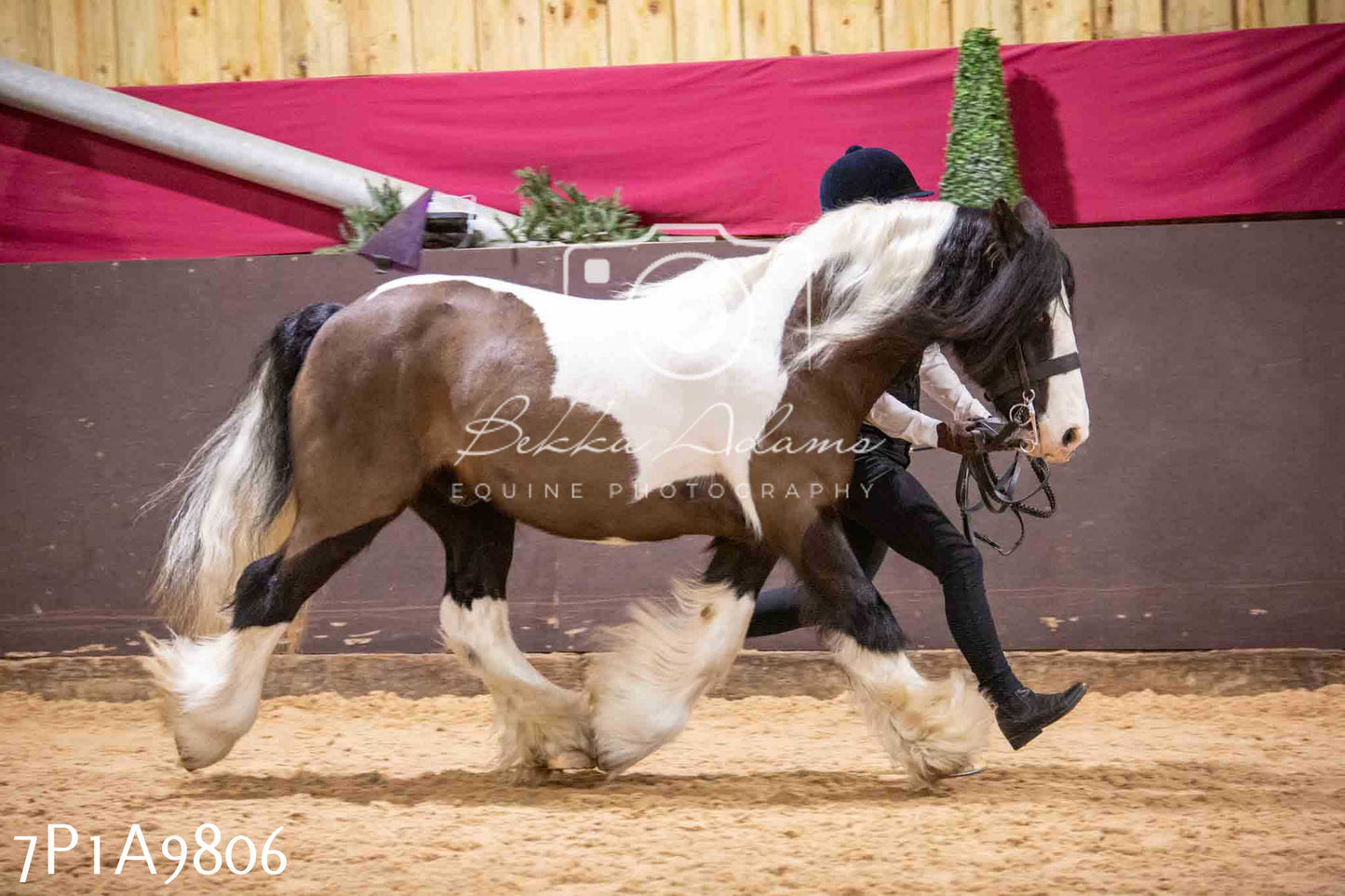 Home Farm Spring Show - Inhand Showing 23rd March 2024 - Part 2