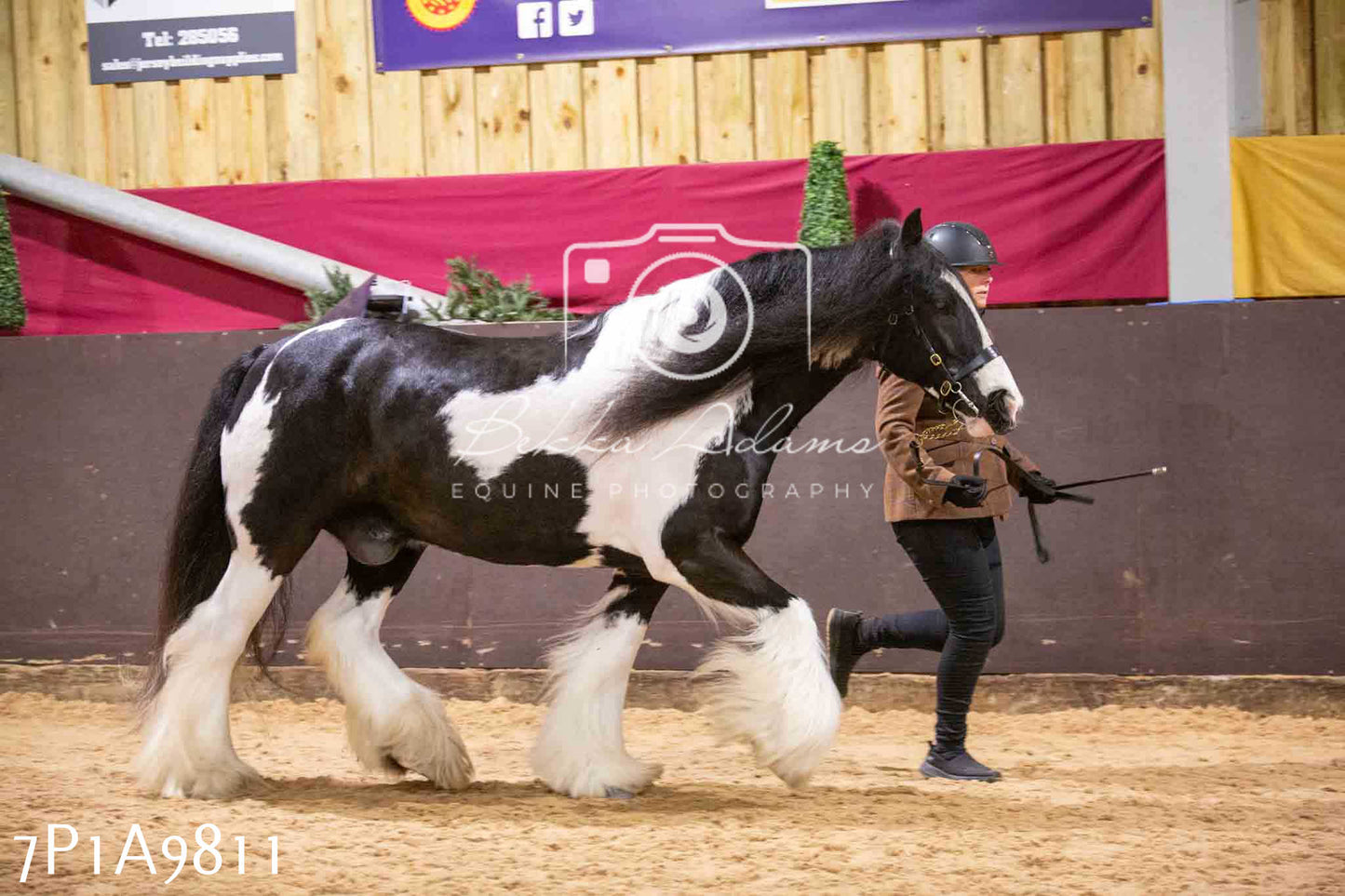 Home Farm Spring Show - Inhand Showing 23rd March 2024 - Part 2