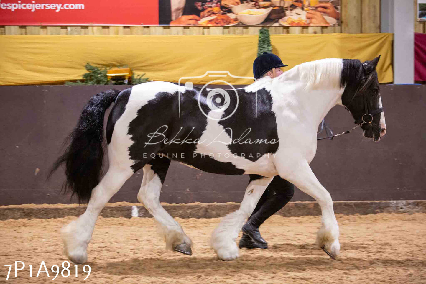 Home Farm Spring Show - Inhand Showing 23rd March 2024 - Part 2