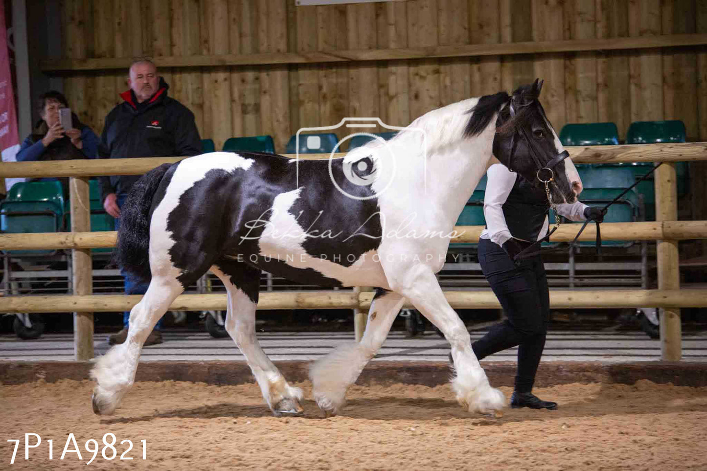 Home Farm Spring Show - Inhand Showing 23rd March 2024 - Part 2