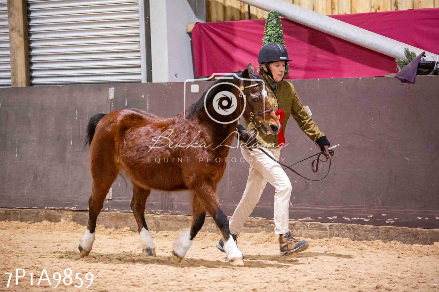 Home Farm Spring Show - Inhand Showing 23rd March 2024 - Part 2