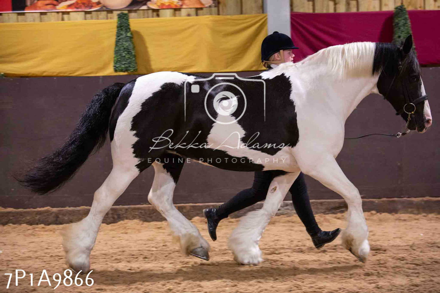 Home Farm Spring Show - Inhand Showing 23rd March 2024 - Part 2