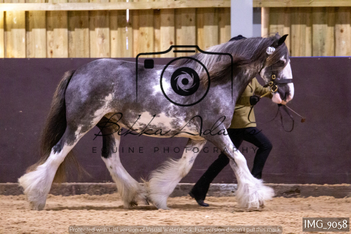 JHOYS In Hand Showing