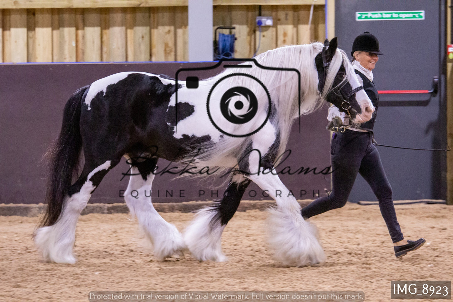 JHOYS In Hand Showing