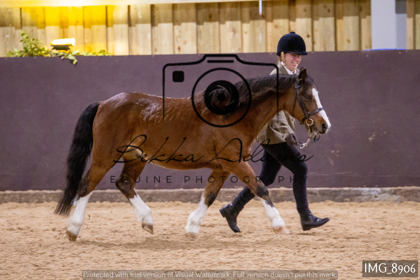 JHOYS In Hand Showing