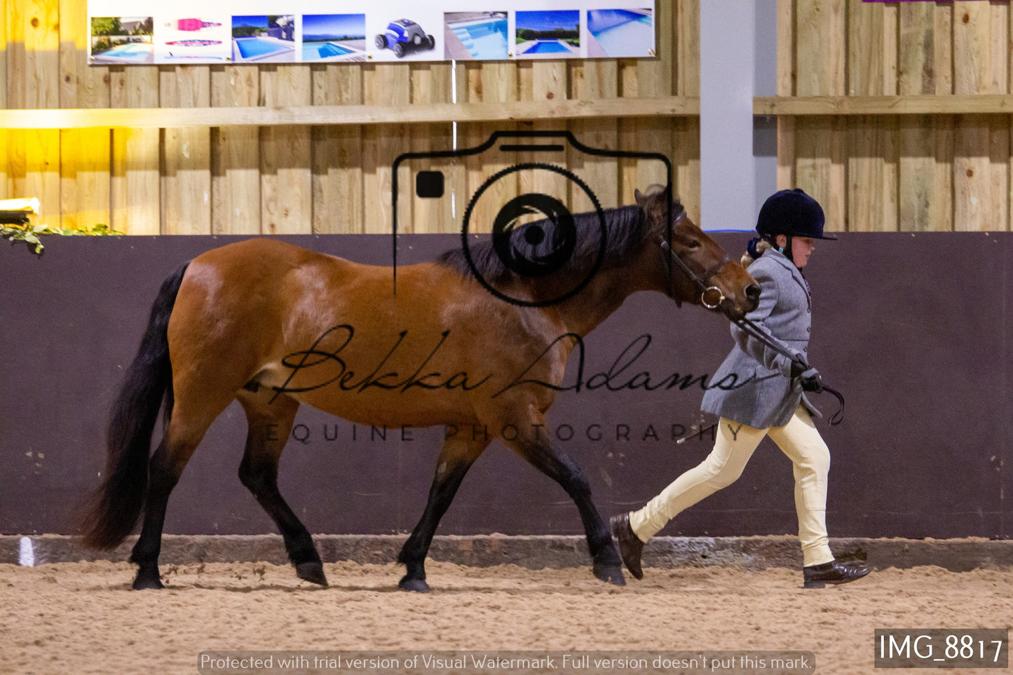 JHOYS In Hand Showing