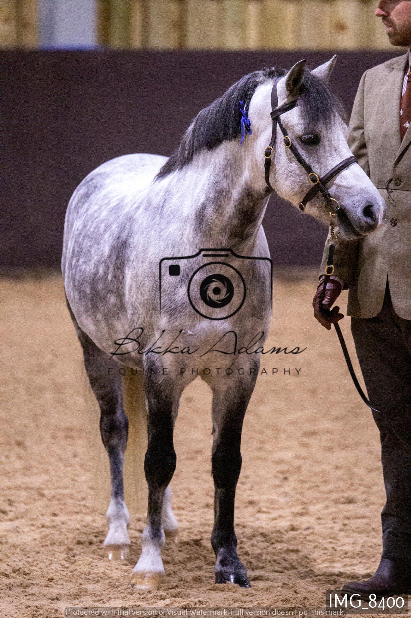 JHOYS In Hand Showing