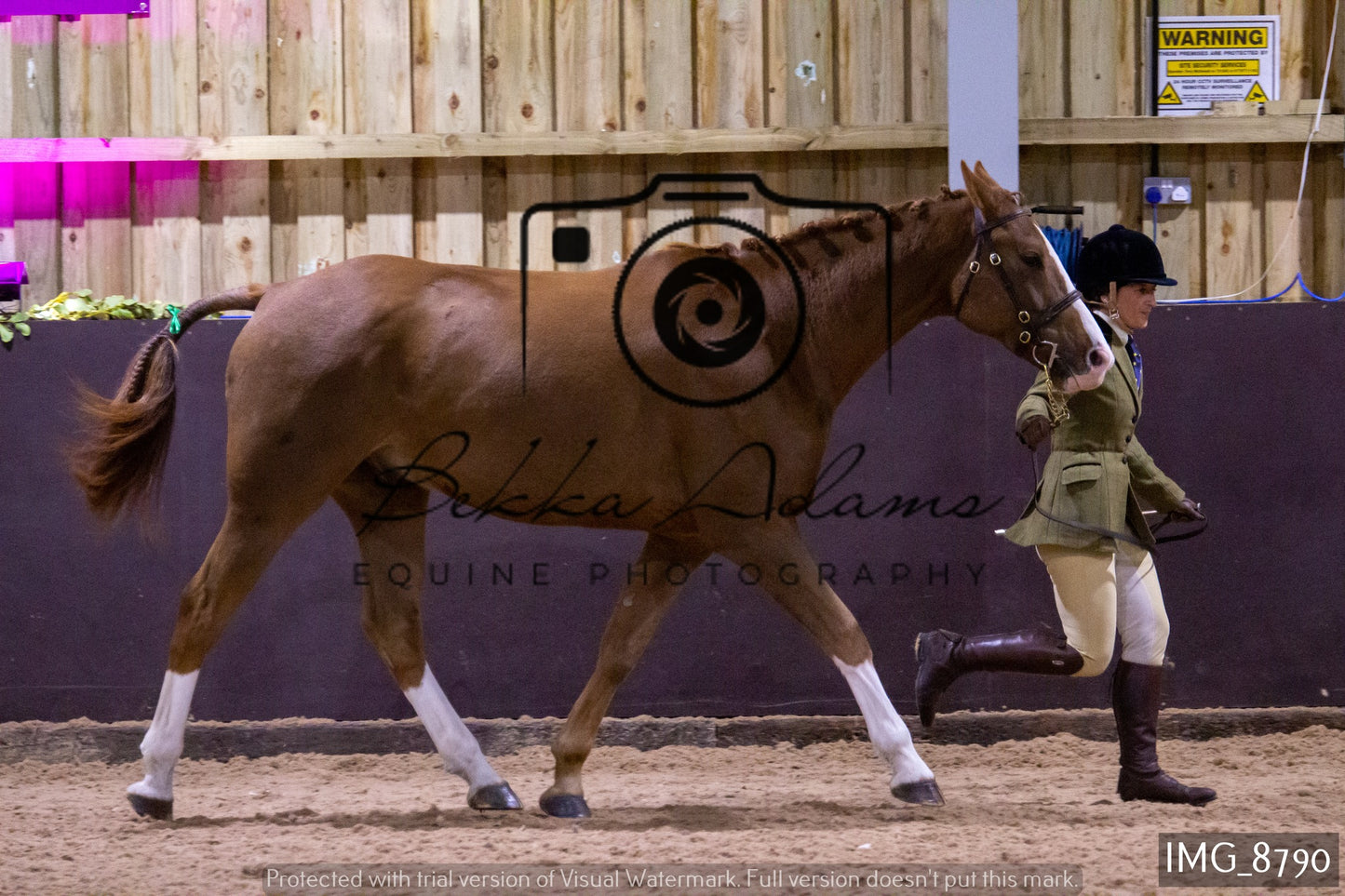JHOYS In Hand Showing