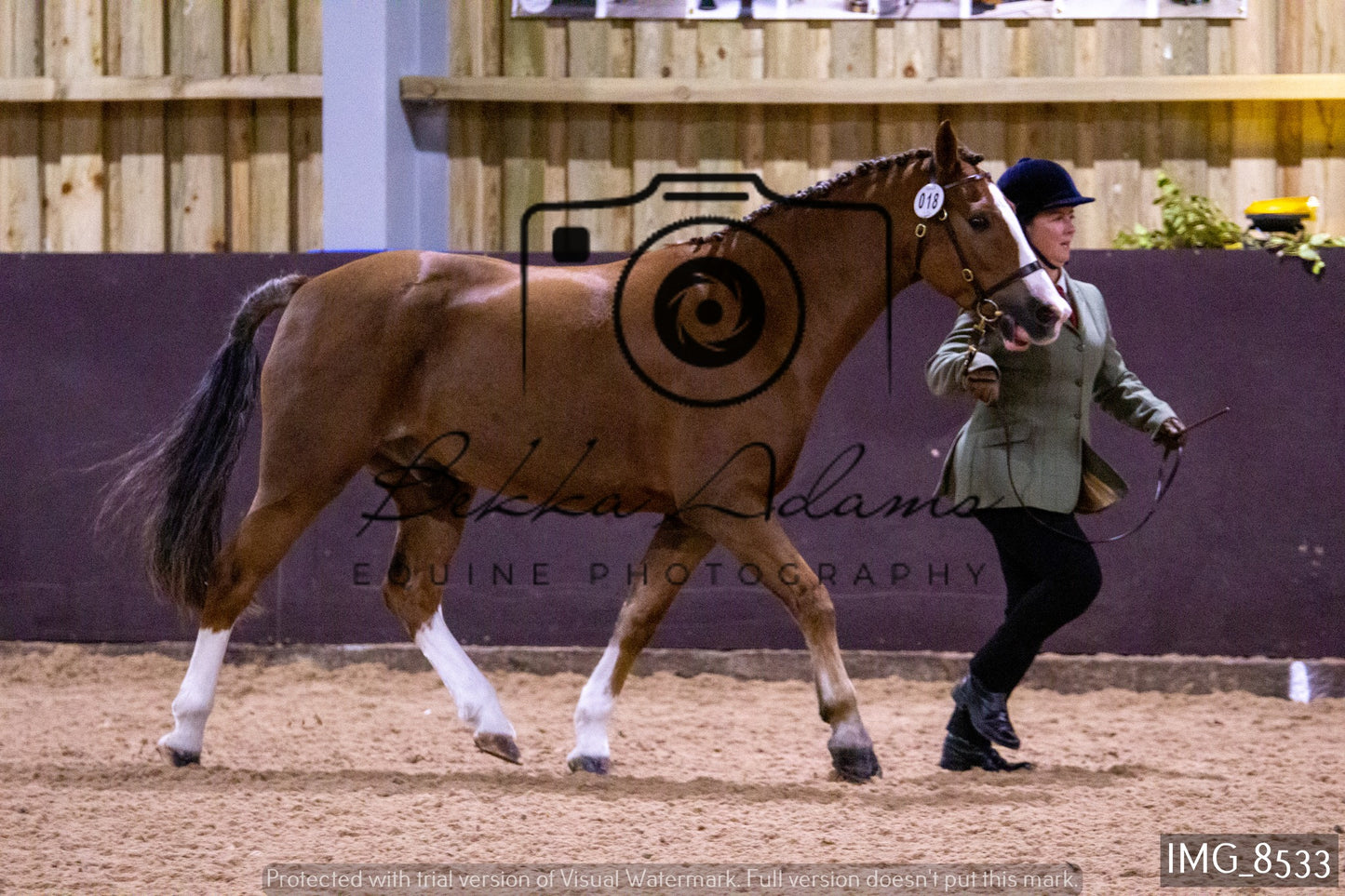 JHOYS In Hand Showing