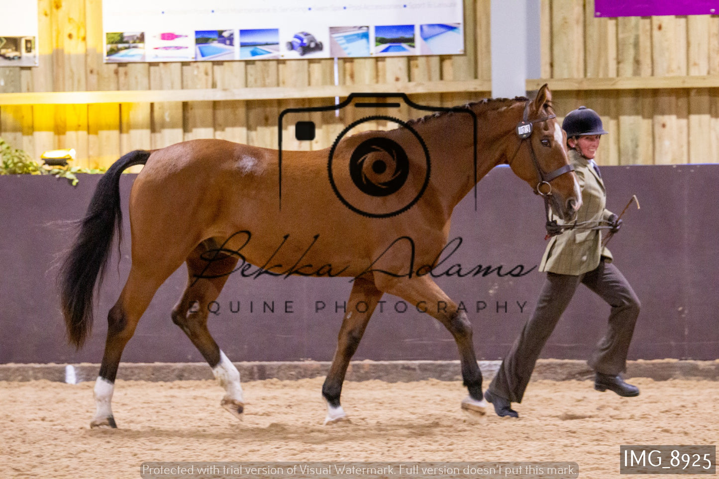 JHOYS In Hand Showing