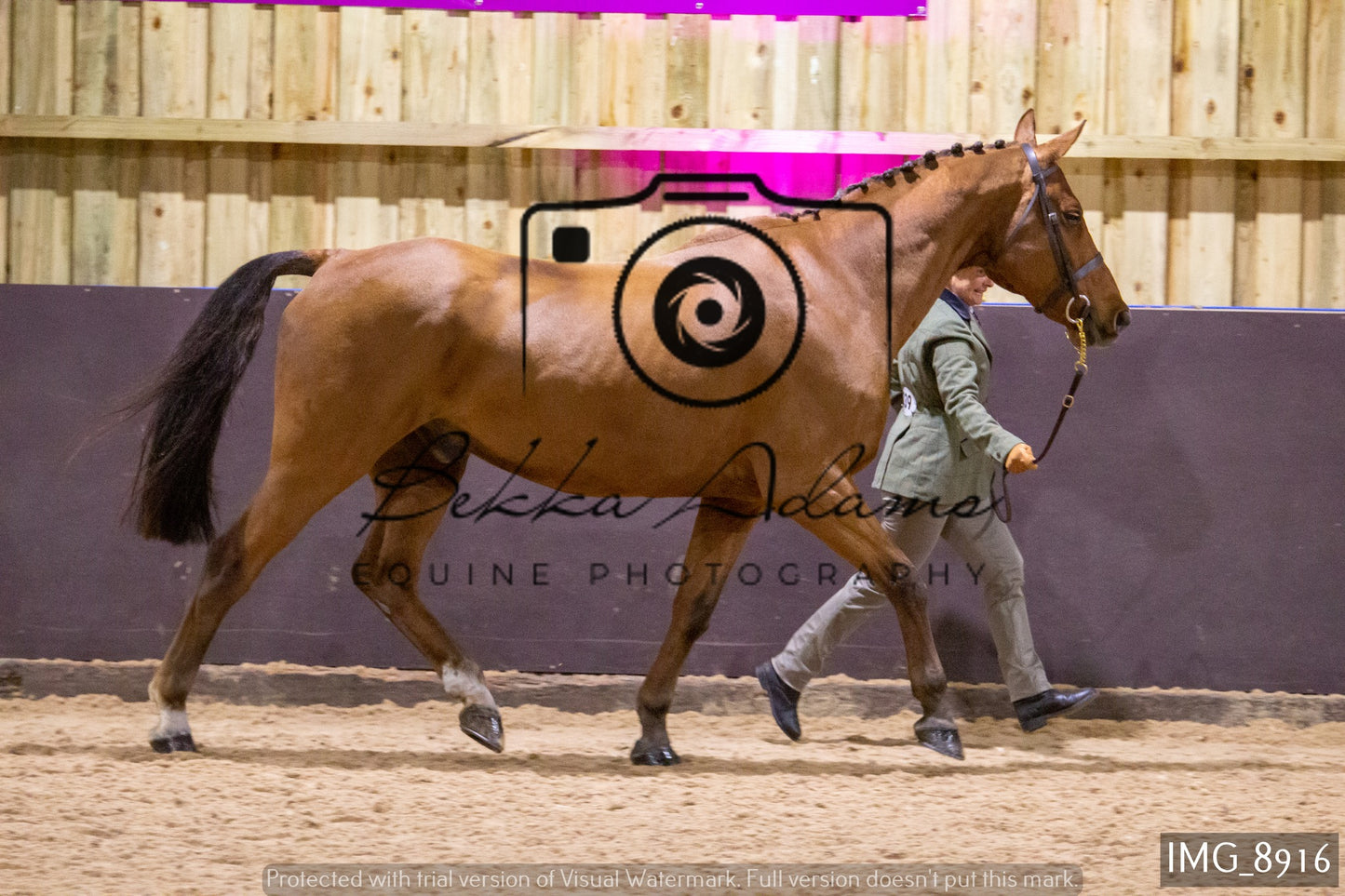 JHOYS In Hand Showing