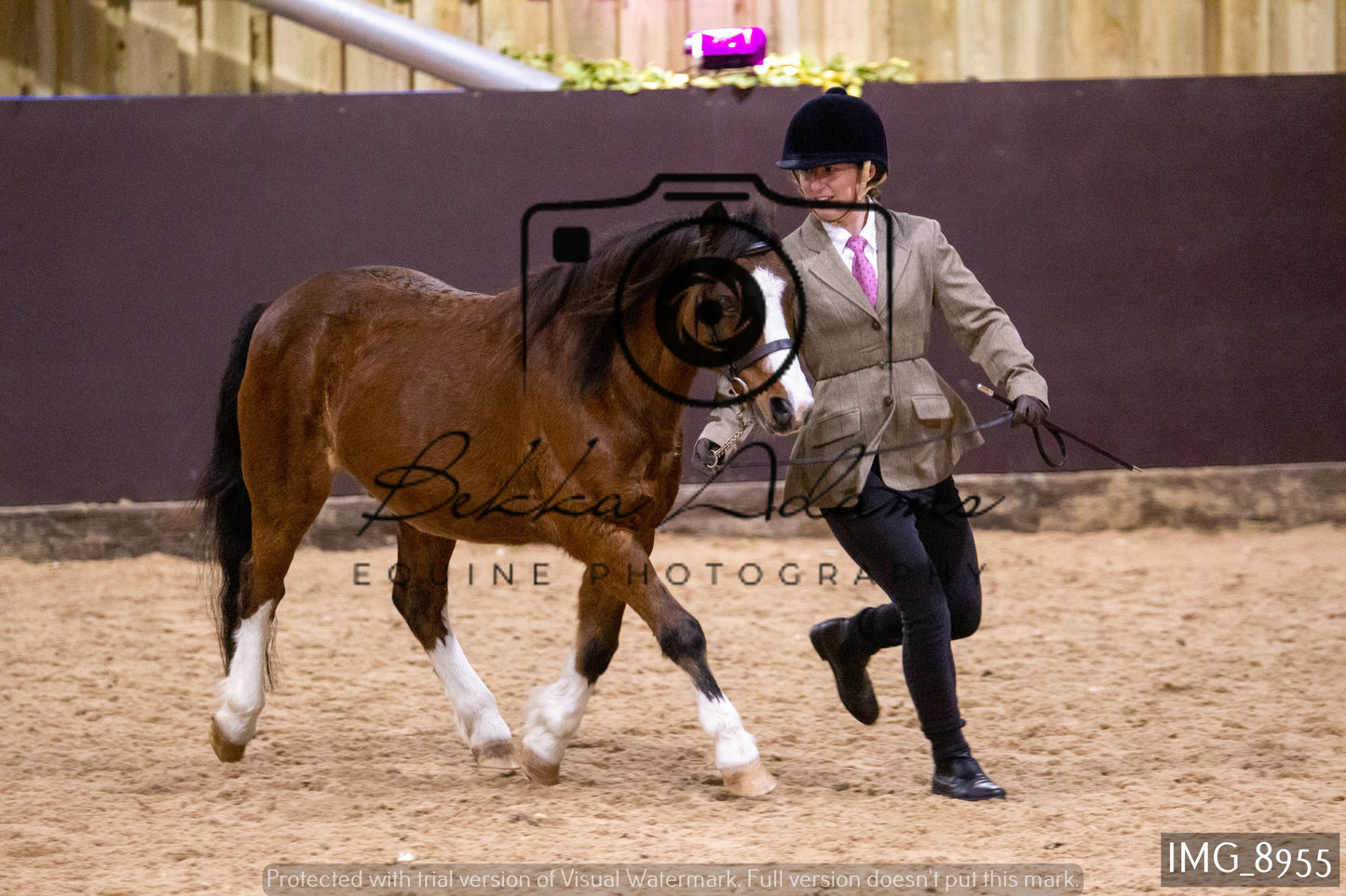 JHOYS In Hand Showing