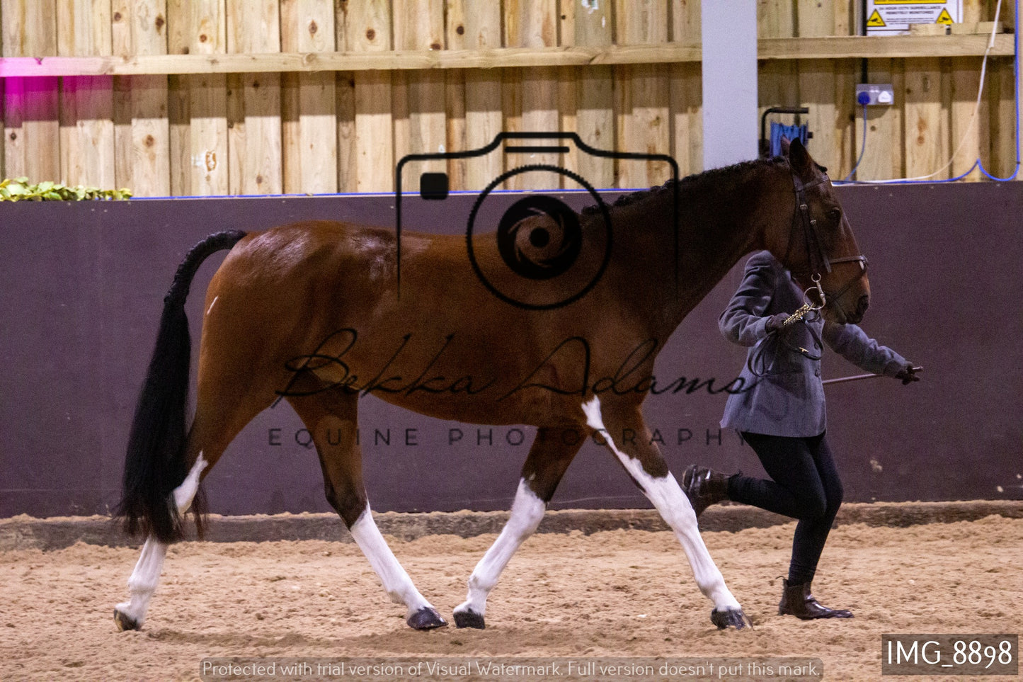 JHOYS In Hand Showing