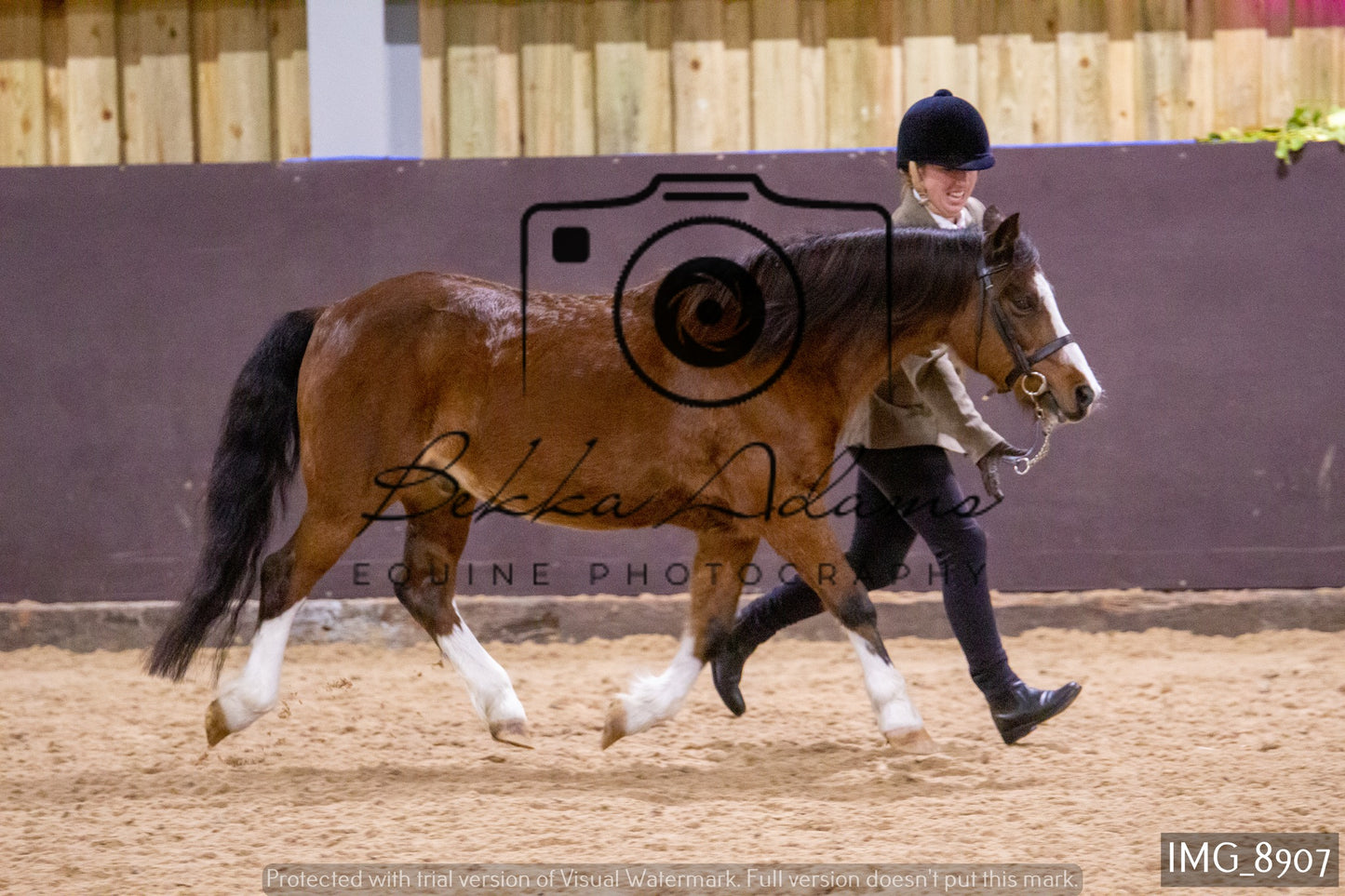 JHOYS In Hand Showing