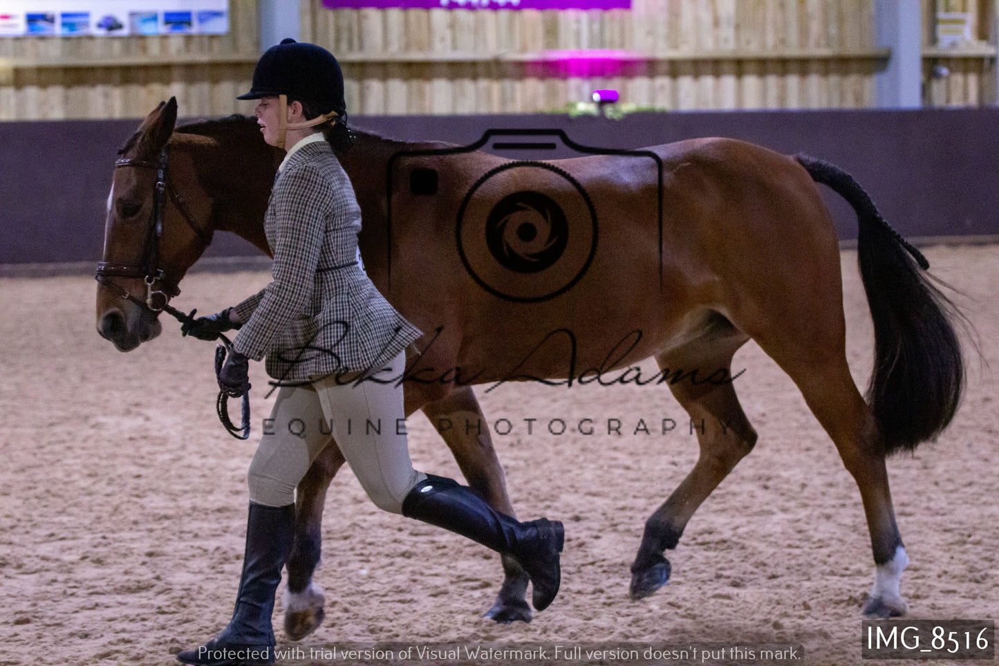 JHOYS In Hand Showing