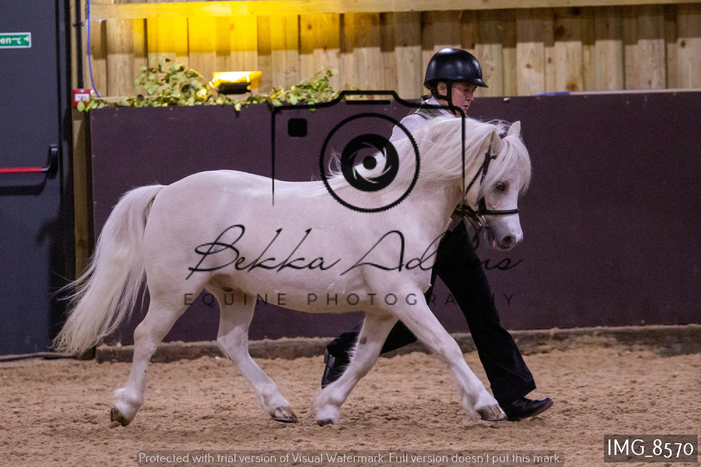 JHOYS In Hand Showing