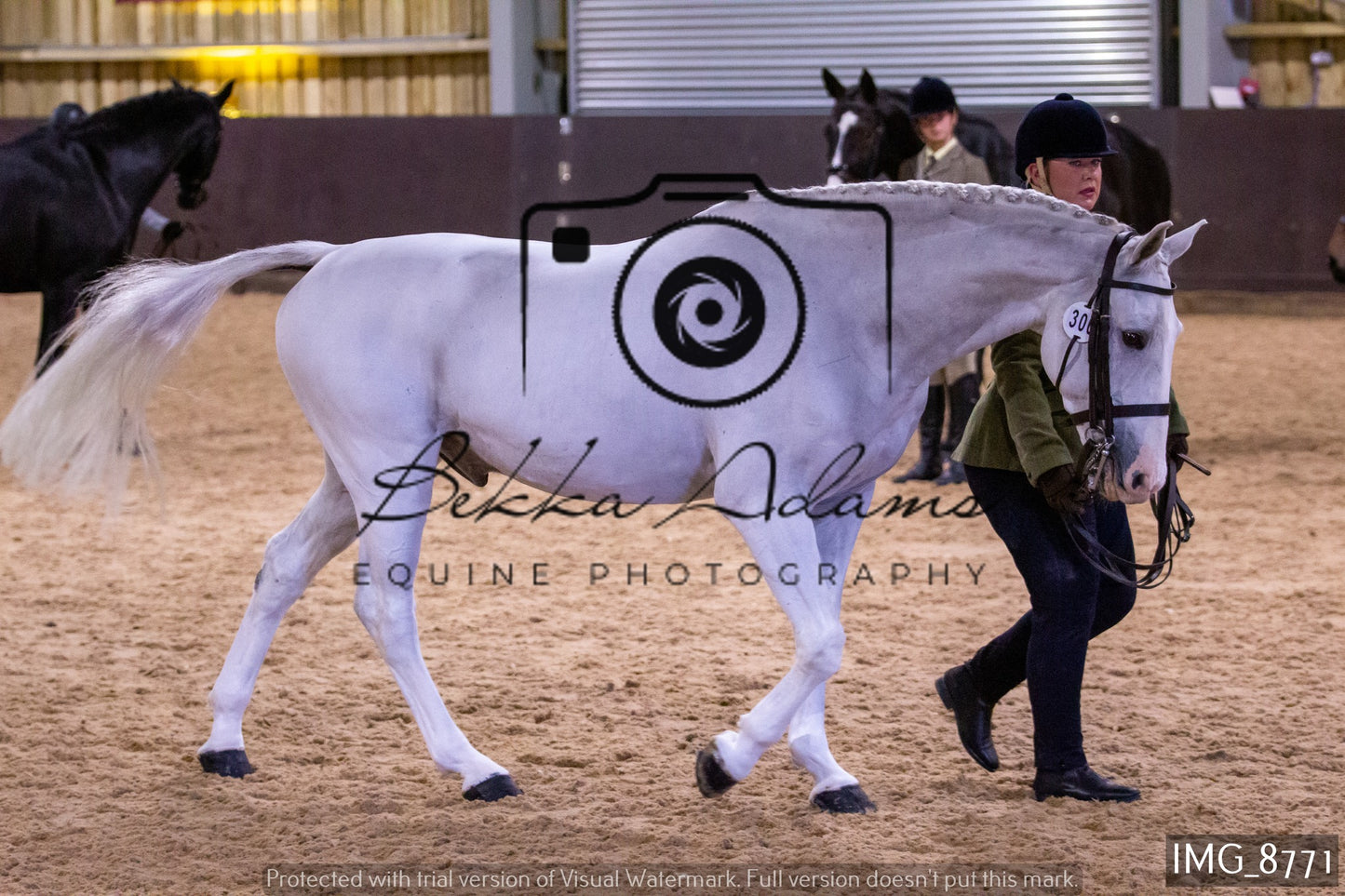 JHOYS In Hand Showing
