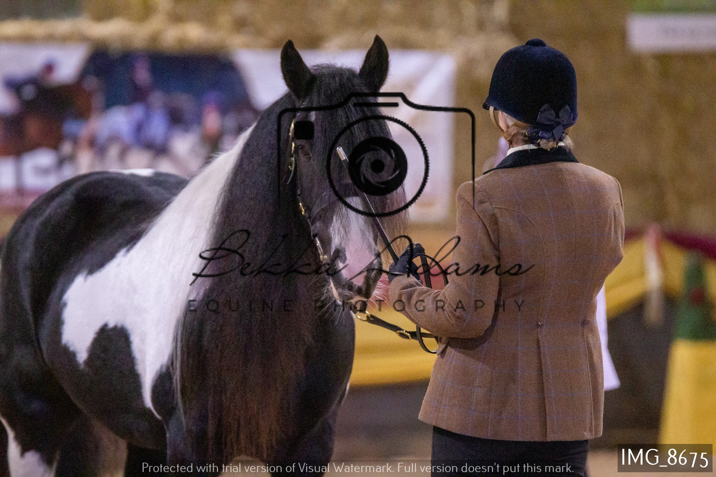 JHOYS In Hand Showing