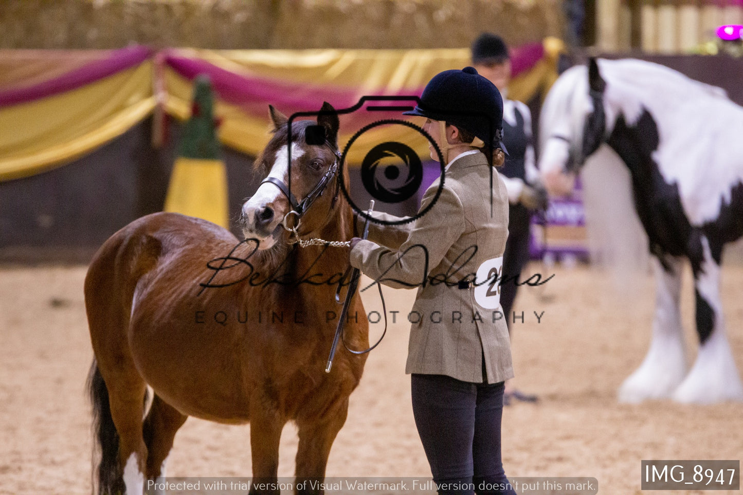 JHOYS In Hand Showing
