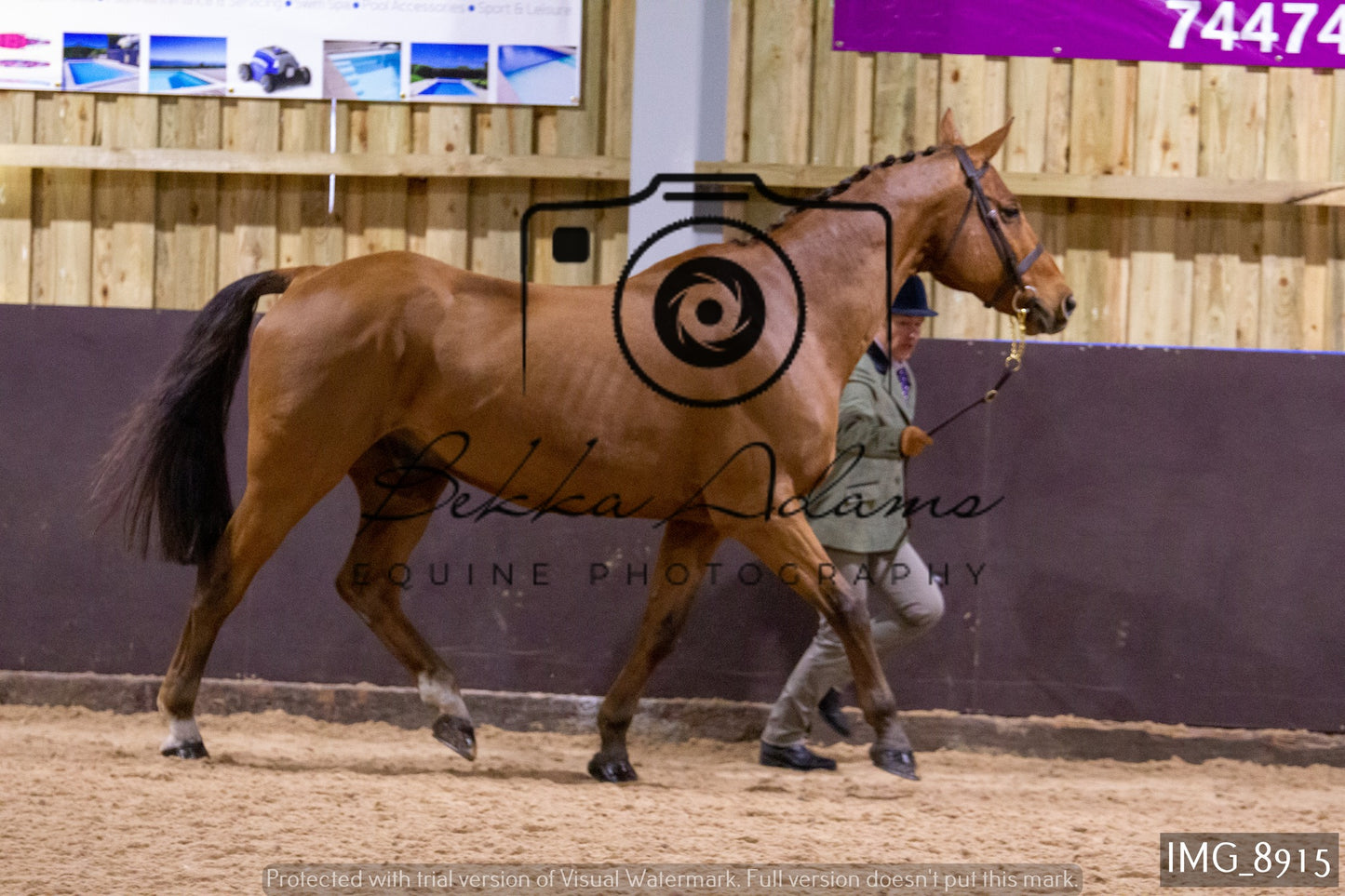 JHOYS In Hand Showing
