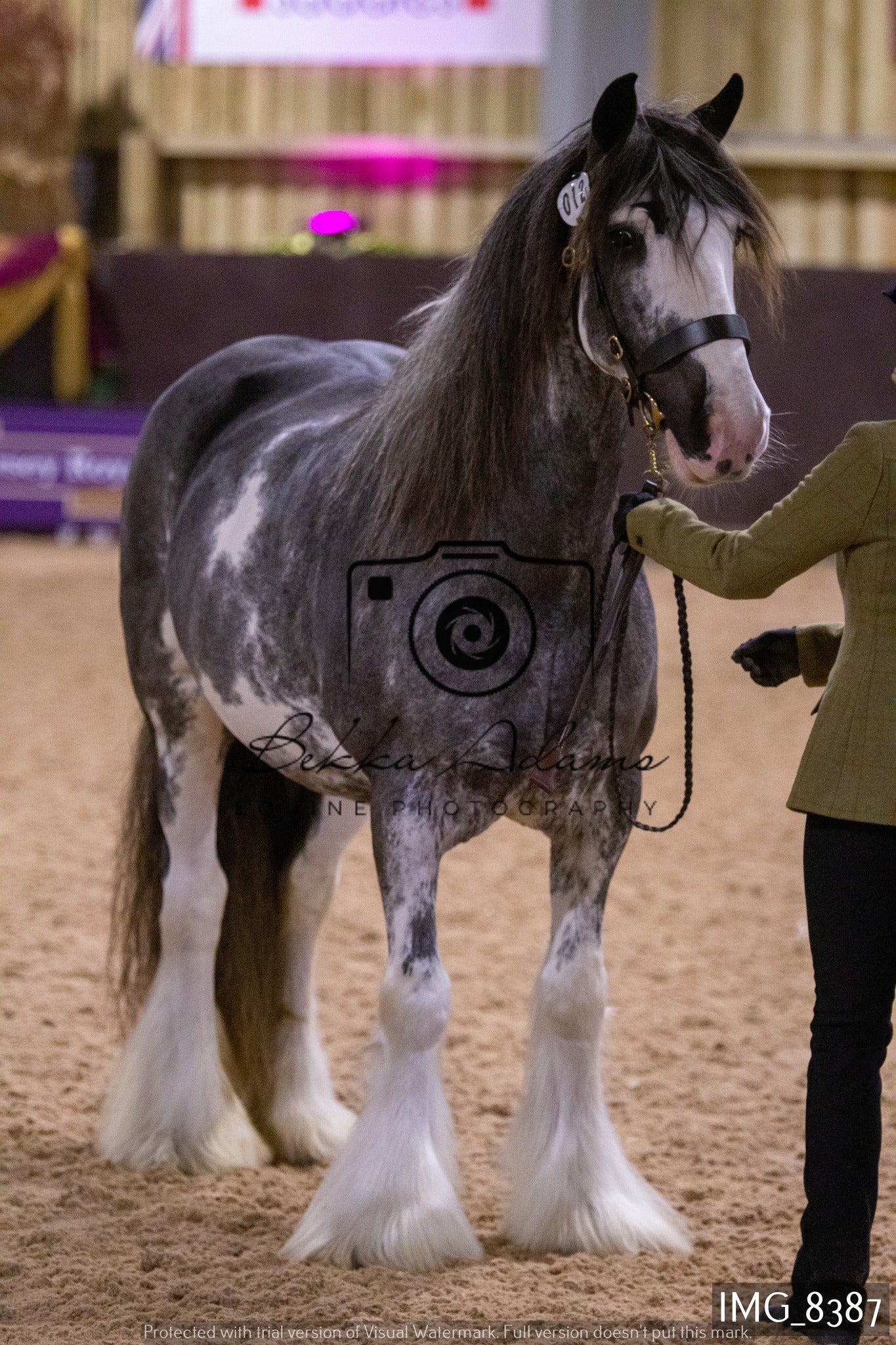 JHOYS In Hand Showing