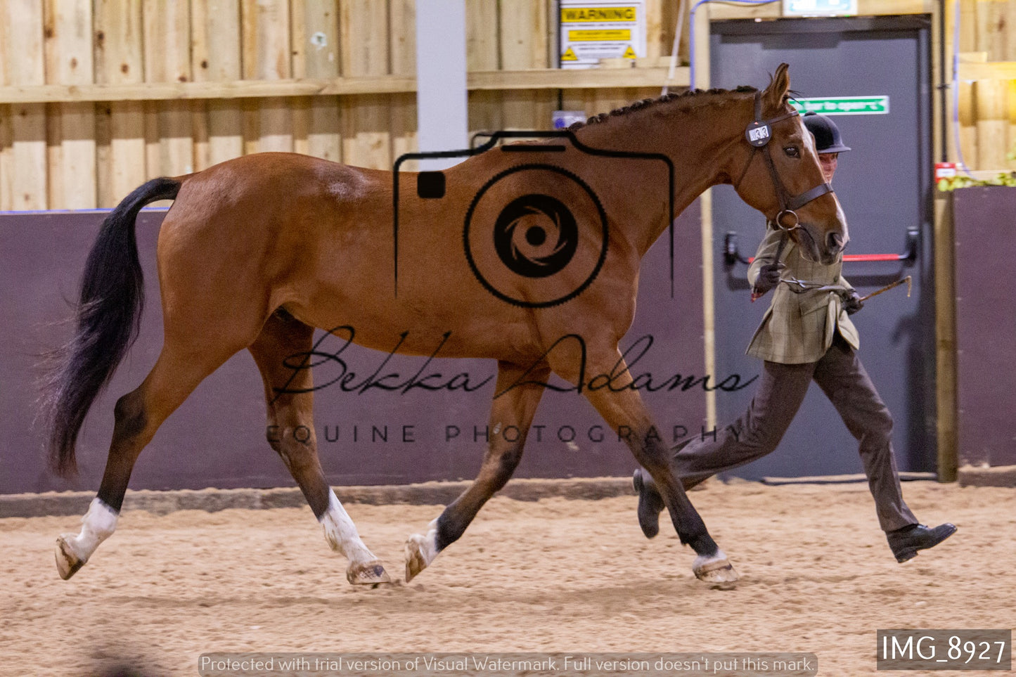 JHOYS In Hand Showing