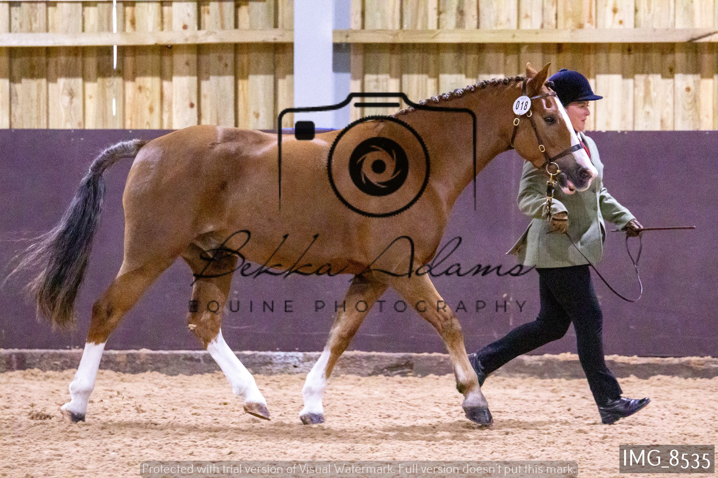 JHOYS In Hand Showing