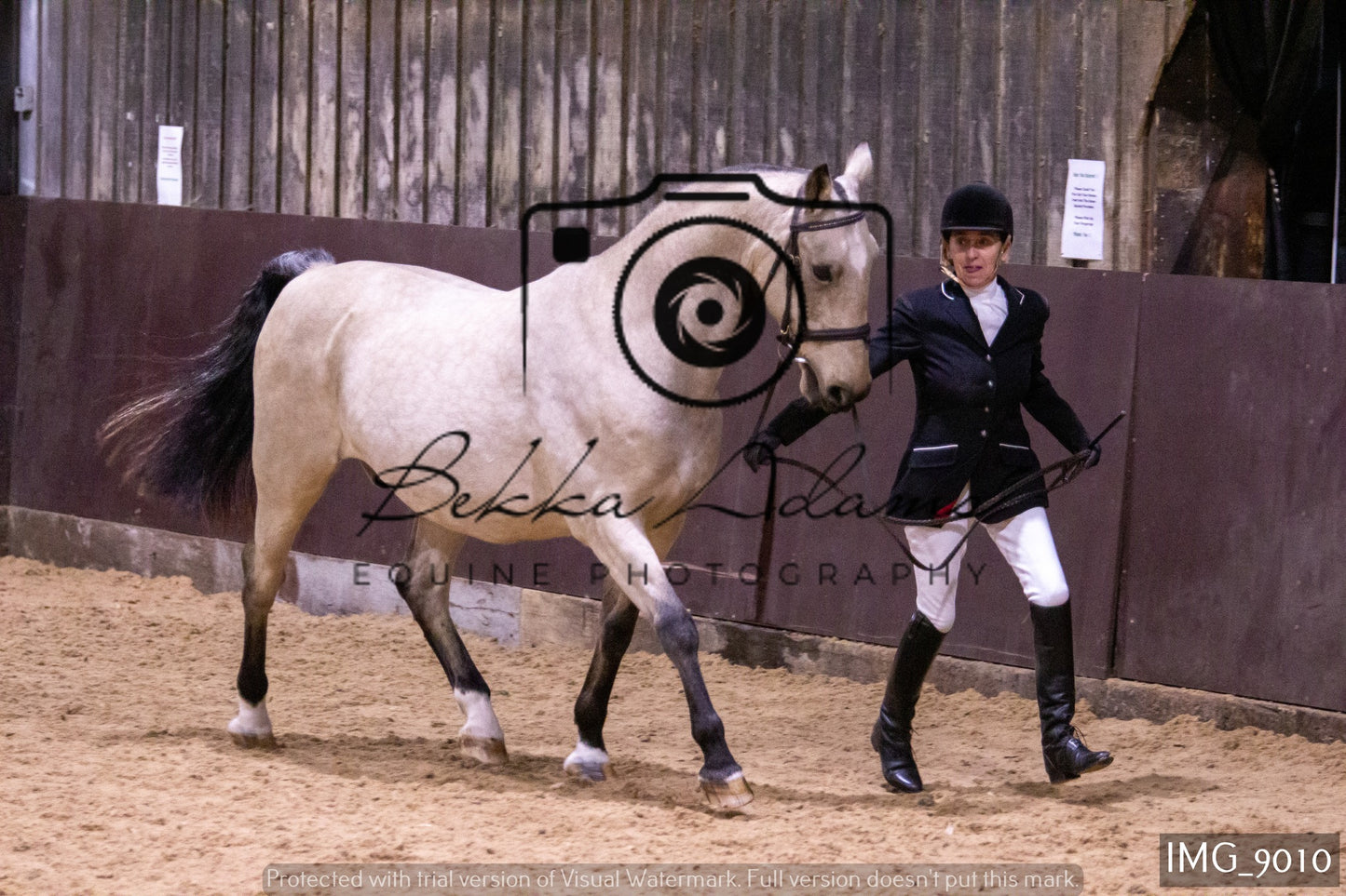 JHOYS In Hand Showing